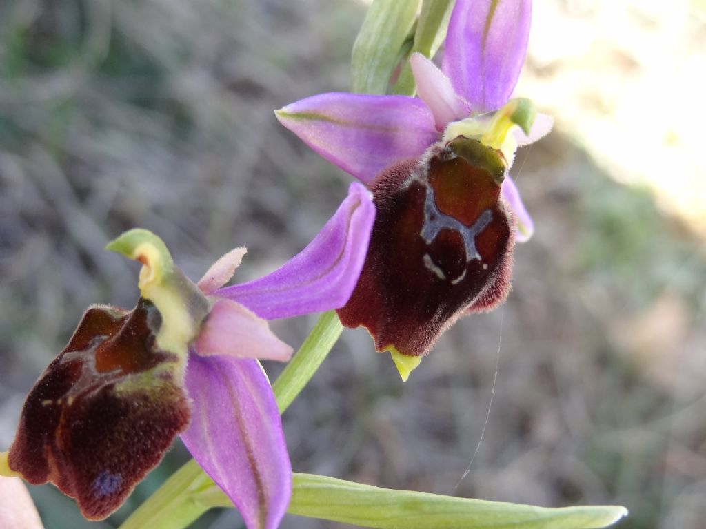 Ophrys ... in Abruzzo